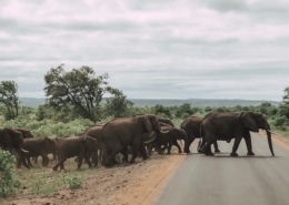 Elefanten in Südafrika im Krueger Nationalpark