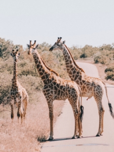 3 Giraffen auf der Straße im Kruger Nationalpark