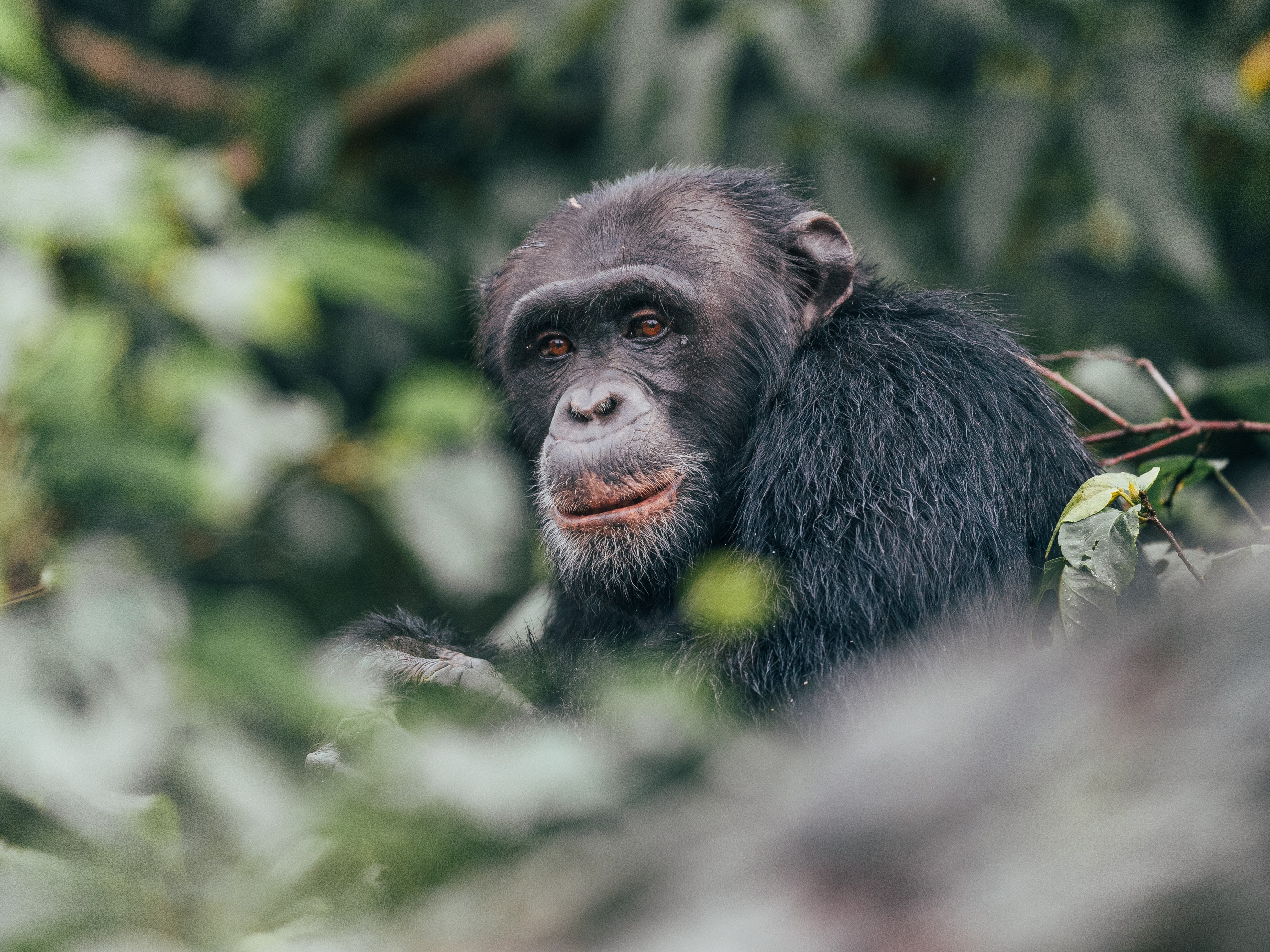 Gorilla in Tansania im Asilia Rubondo Island