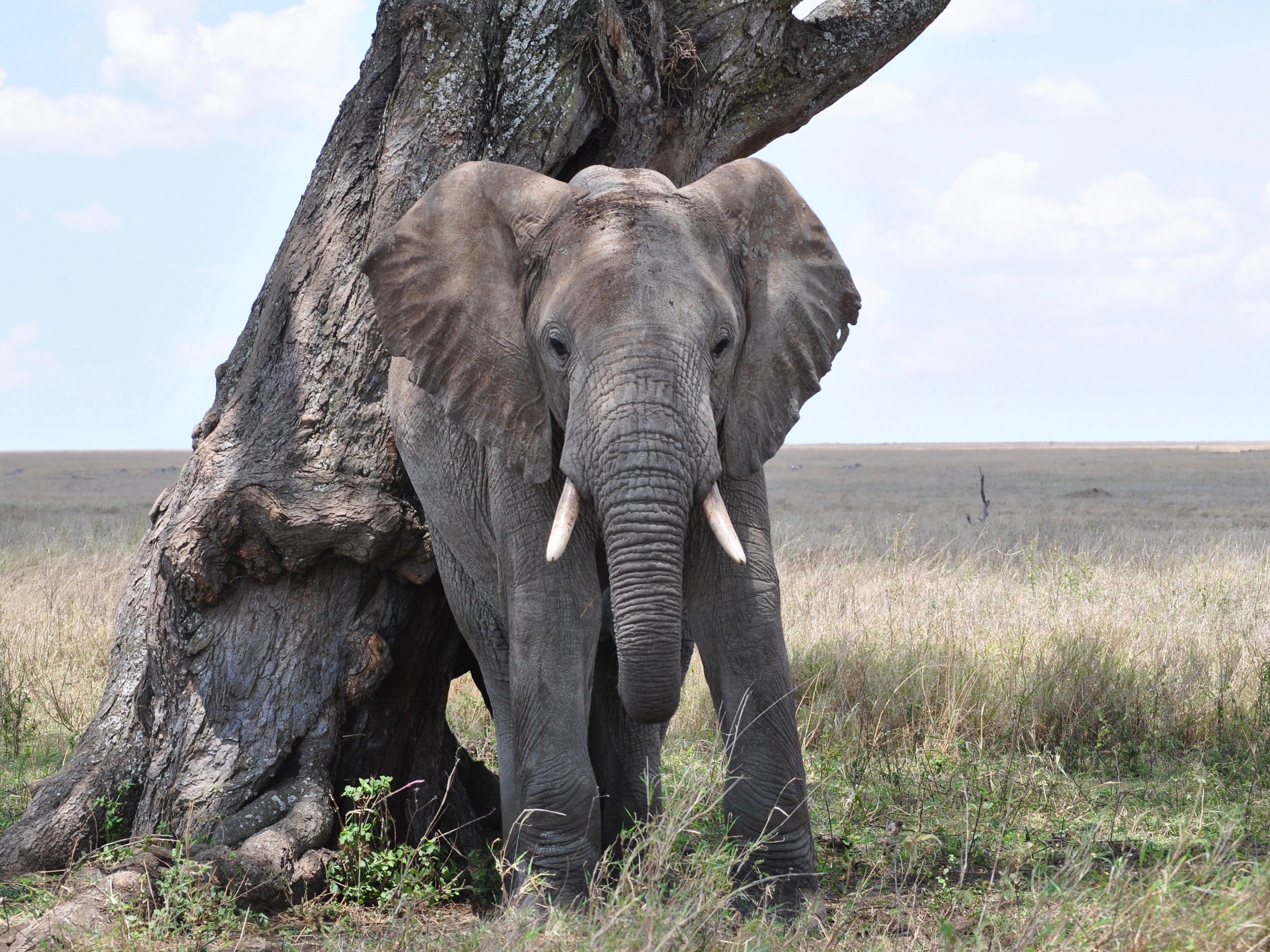 Tansania, Serengeti - Elefant