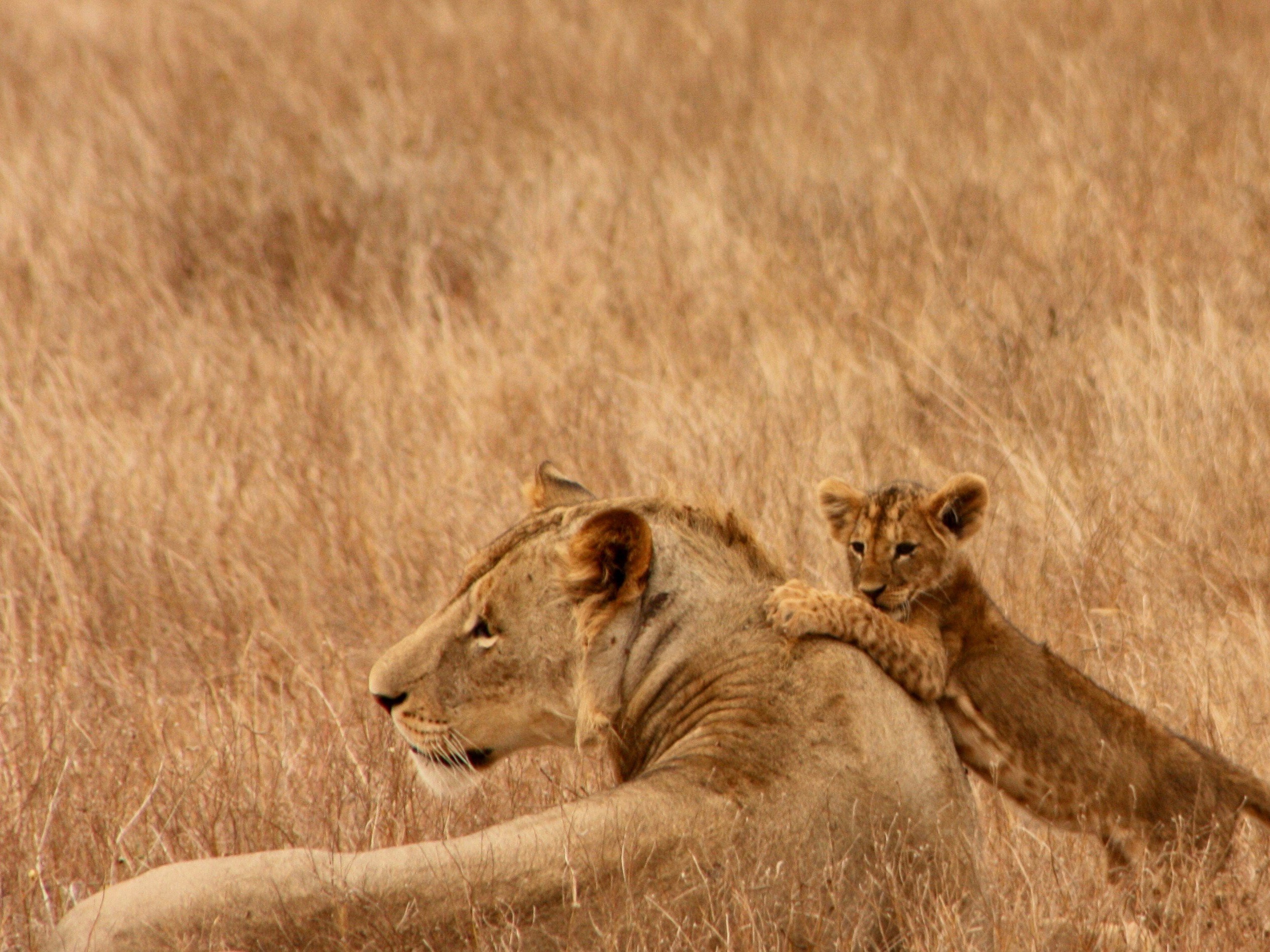 Tansania - Serengeti, Löwe