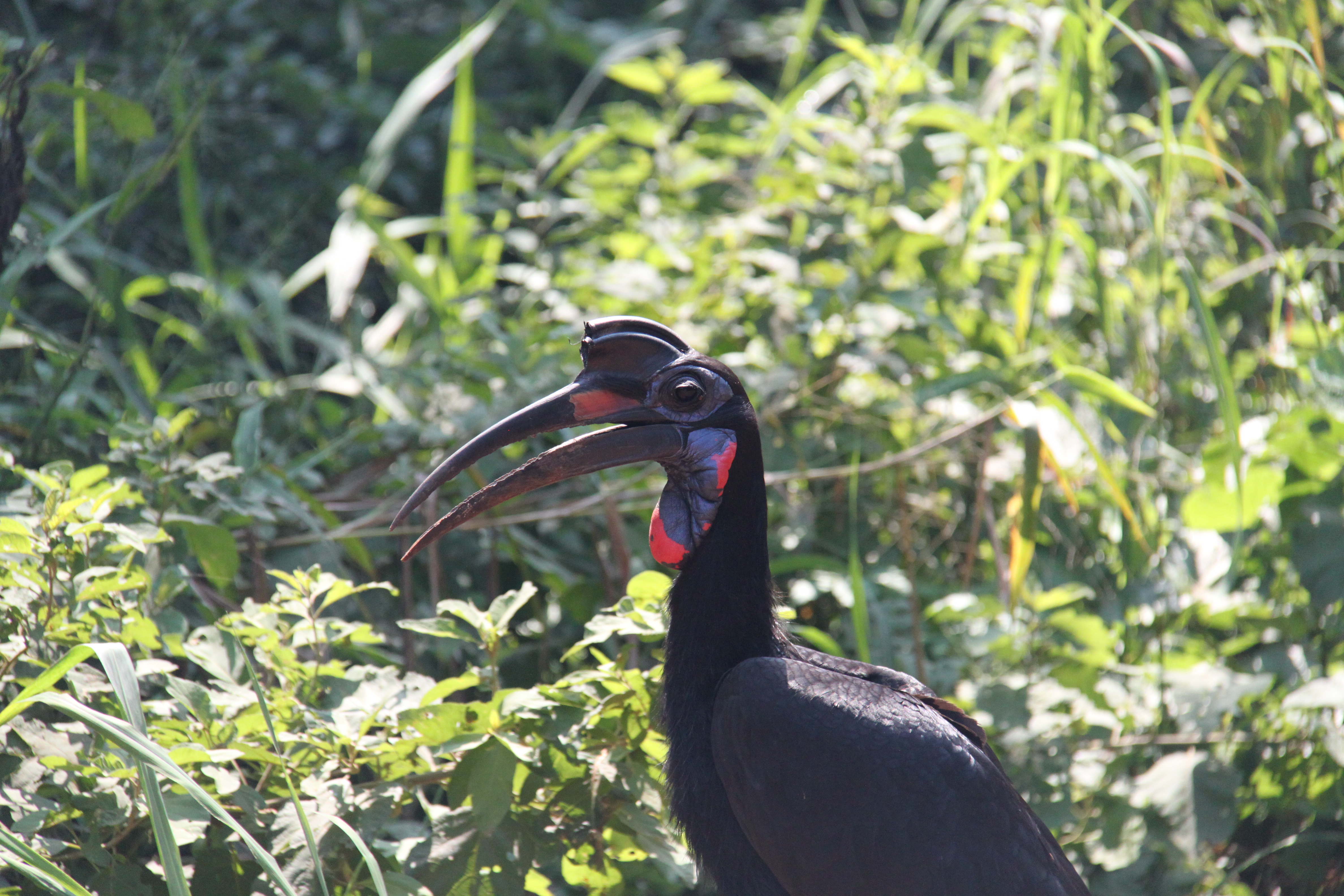 Vogel in Uganda