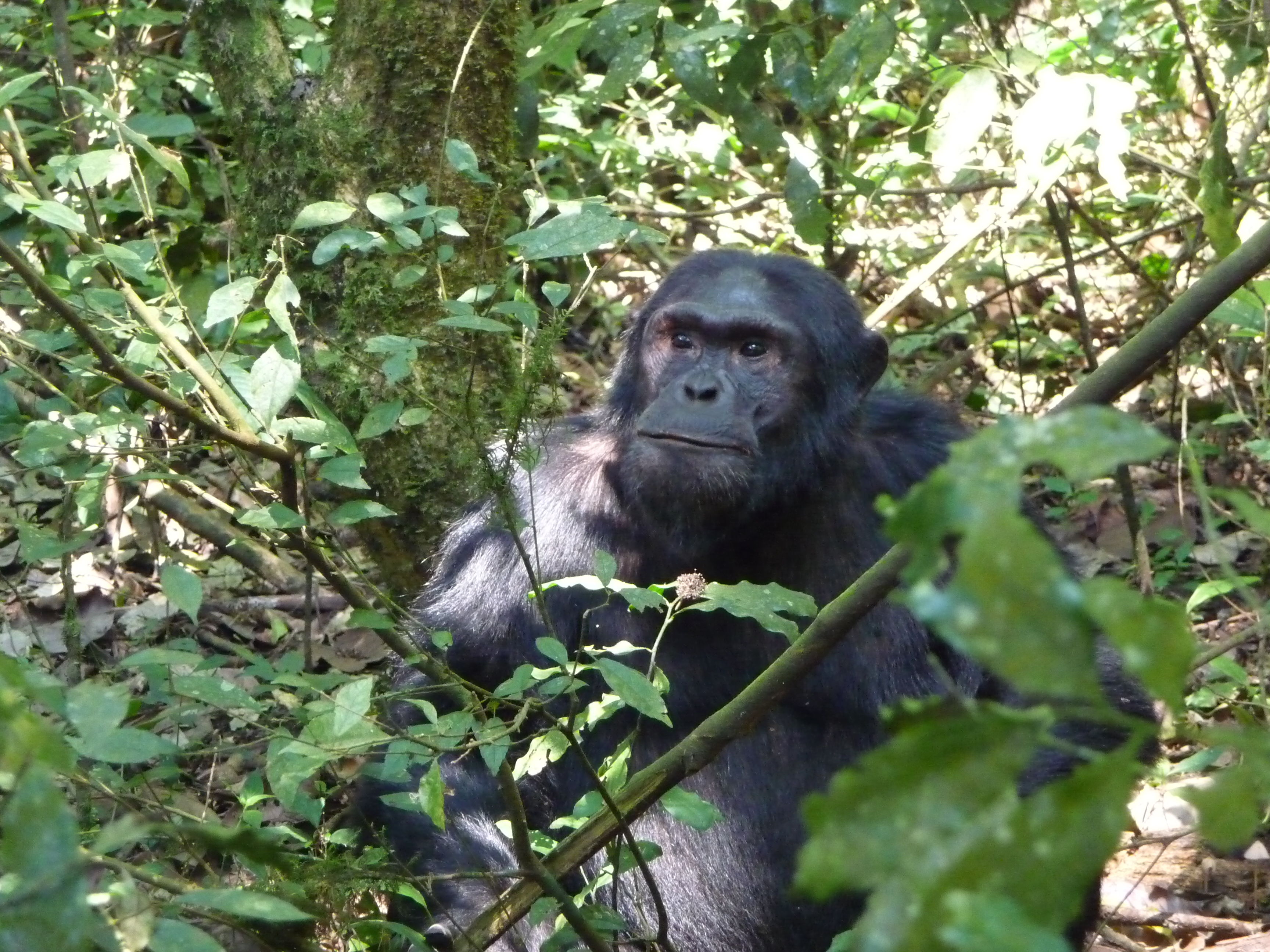 chimpanse in Kibale