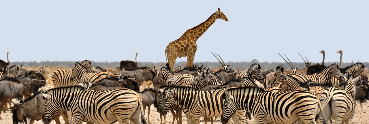 Etosha Nationalpark, Giraffe und Zebrherde