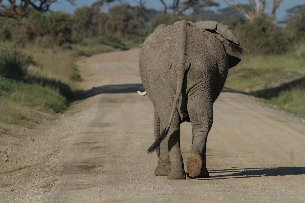 Elefant auf der Straße