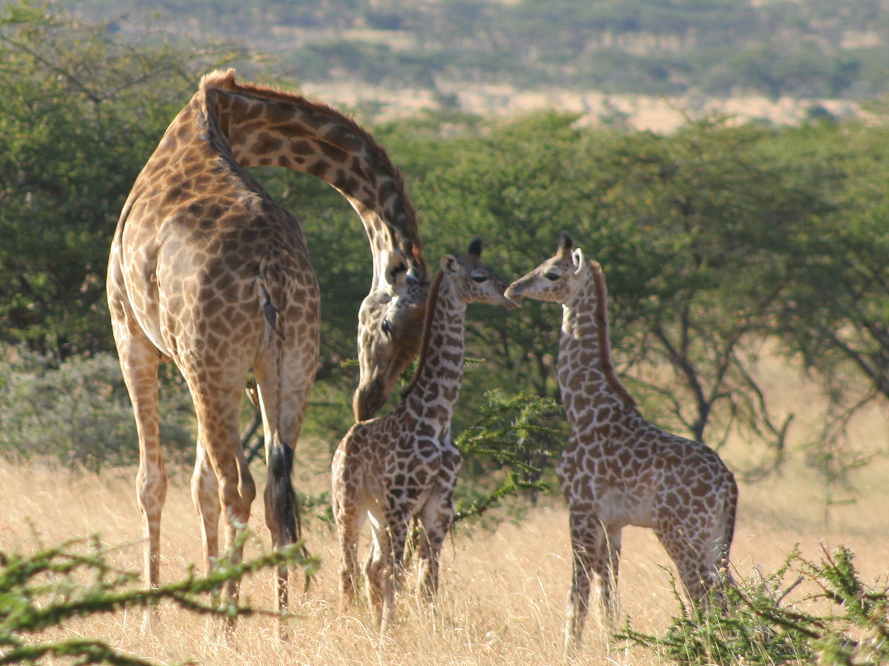 Naboisho-Camp, Giraffen auf Safari