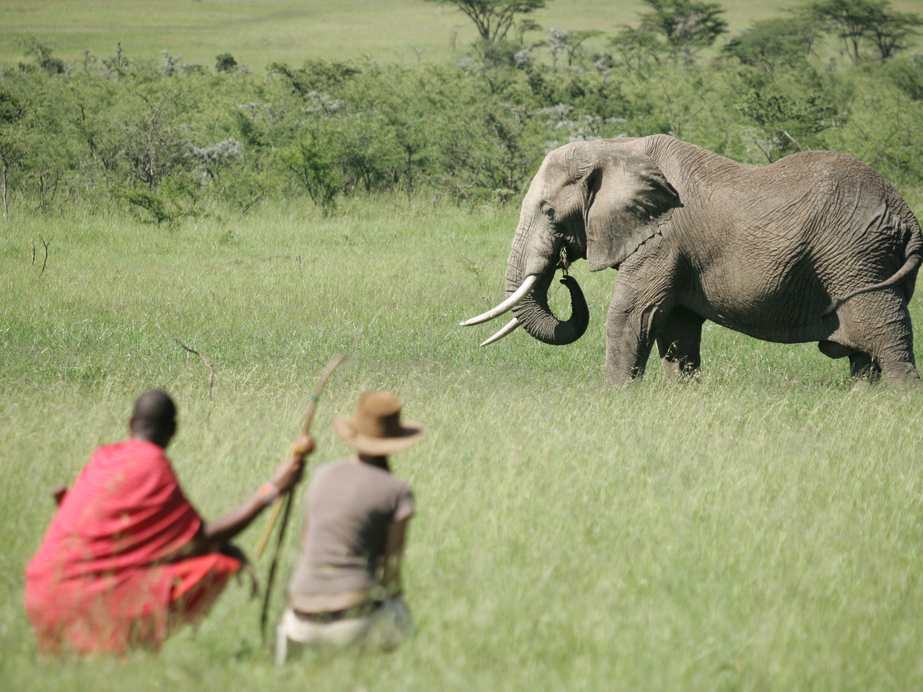 Naboisho-Camp-walking-safari