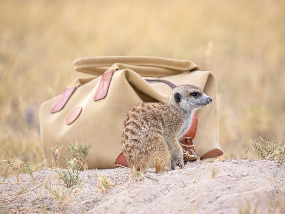 Botswana Planet-Baobab-Meerkat-and-bag