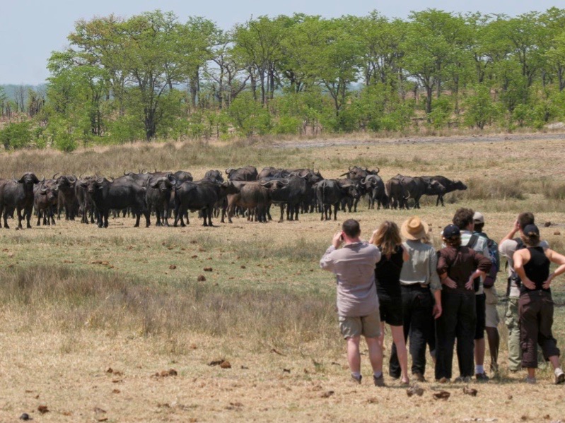 Simbabwe hwange bush camp walking safari